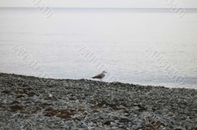 Sea gulls on the seashore