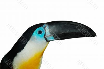 Channel-billed Toucan1