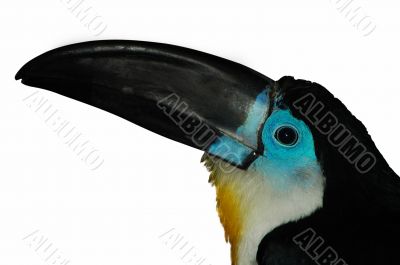 Channel-billed Toucan3