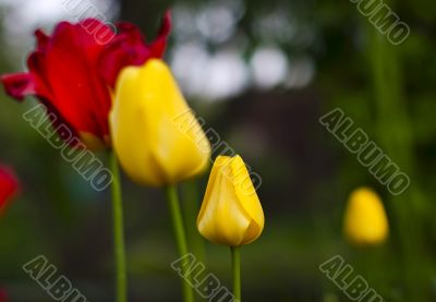 Tulip flowers on spring