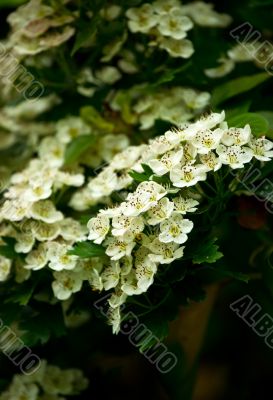 White flower blossom in the spring garden