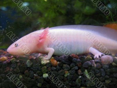 White fish with a legs