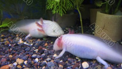 White fishes with a legs