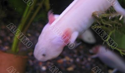 White fish with a legs