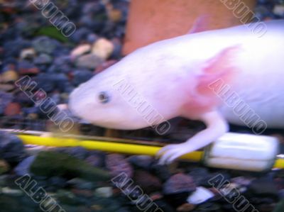 White fish with a legs