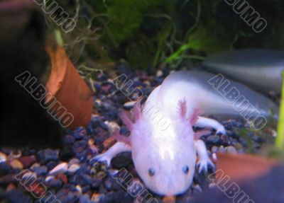 White fish with a legs
