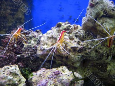 Red royal shrimp with a white moustache
