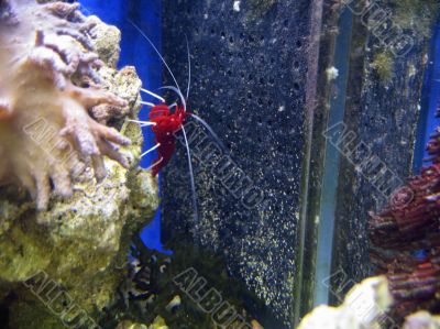Red royal shrimp with a white moustache