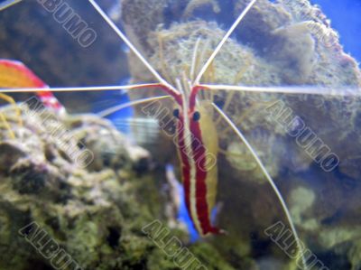 Red royal shrimp with a white moustache