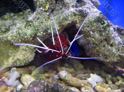 Red royal shrimp with a white moustache