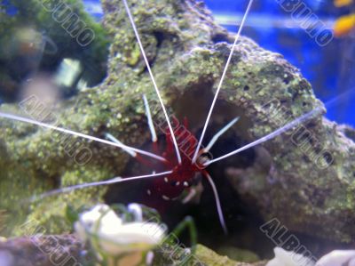 Red royal shrimp with a white moustache