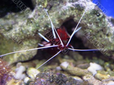 Red royal shrimp with a white moustache