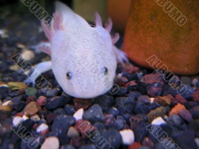 White fish with a legs