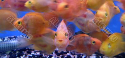 Tropical exotic fishes
