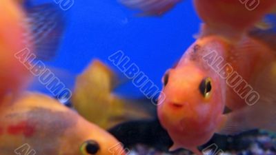Tropical exotic fishes