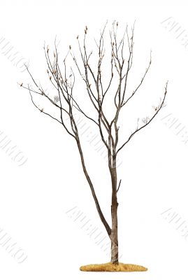 Tree on white background