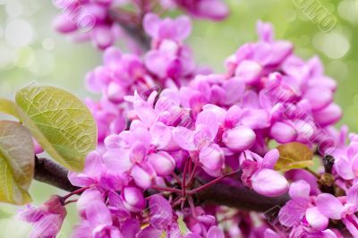 Blossoming tree