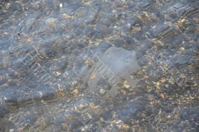 Jellyfish under water