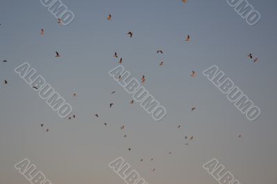 Flight of birds