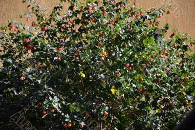Green bush