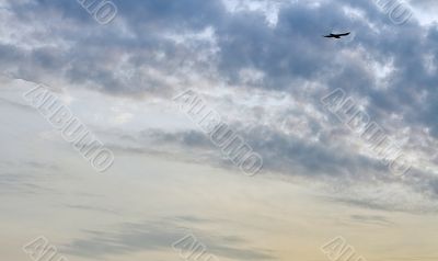 bird in the sky