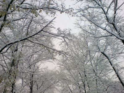 First snow on the trees