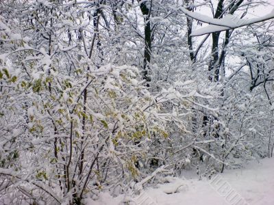 First winter snow on the bush