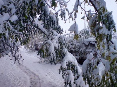 First winter snow on the branches