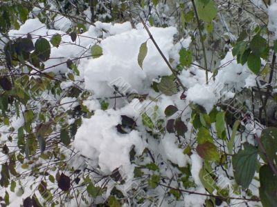First winter snow.