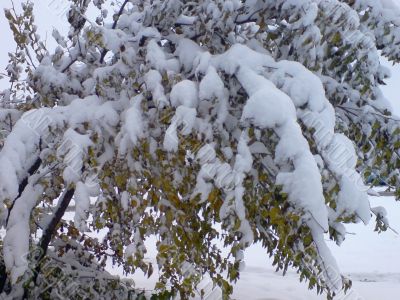 First winter snow.