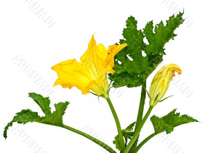 flower and leaf squash