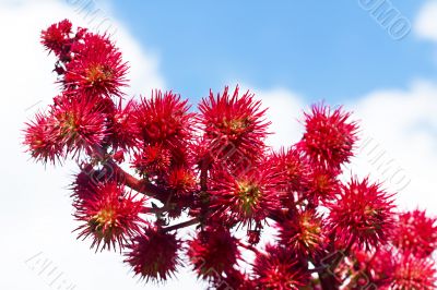 castor flowers in the sky