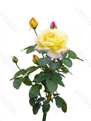 yellow rose  on a white background