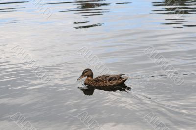 The duck swims