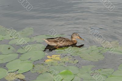The duck swims