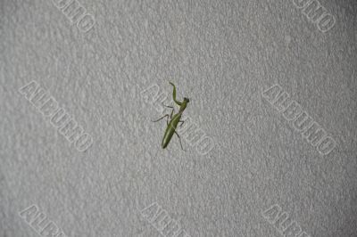 the mantis