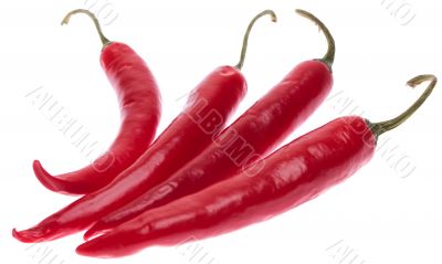 Perfectly fresh red hot peppers 