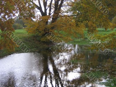 The autumn tree