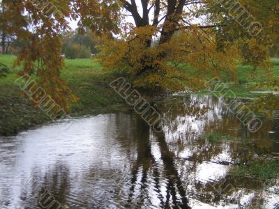 The autumn tree