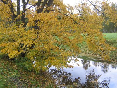 The autumn tree