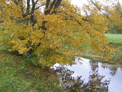 The autumn tree