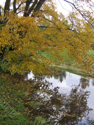 The autumn tree