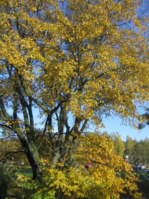 The autumn tree