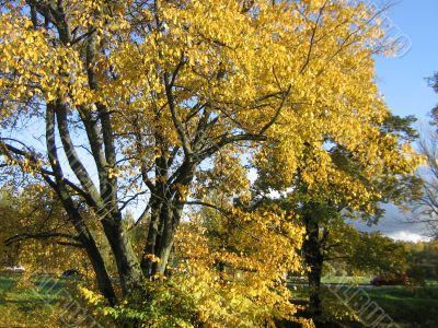 The autumn tree
