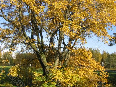 The autumn tree