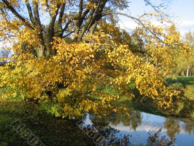 The autumn tree