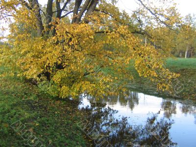 The autumn tree
