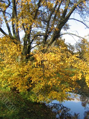 The autumn tree