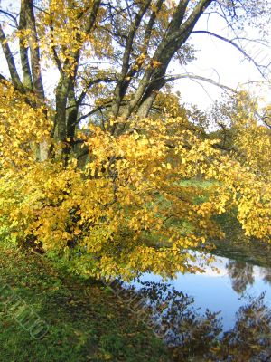 The autumn tree