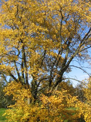 The autumn tree